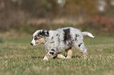 BERGER AUSTRALIEN PUPPIES 232